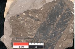 Foto (Detailansicht) von Apocynophyllum reussii Ettingshausen (NHMW-GEO-2024-0188-8007)